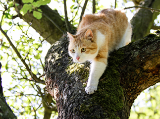 prédateurs des chats